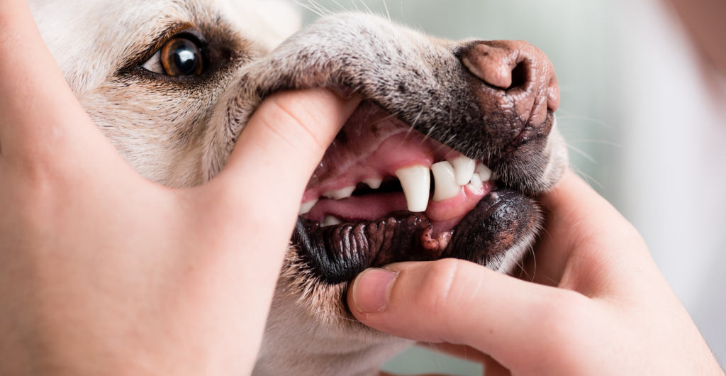Hund wird am Zahnfleisch untersucht