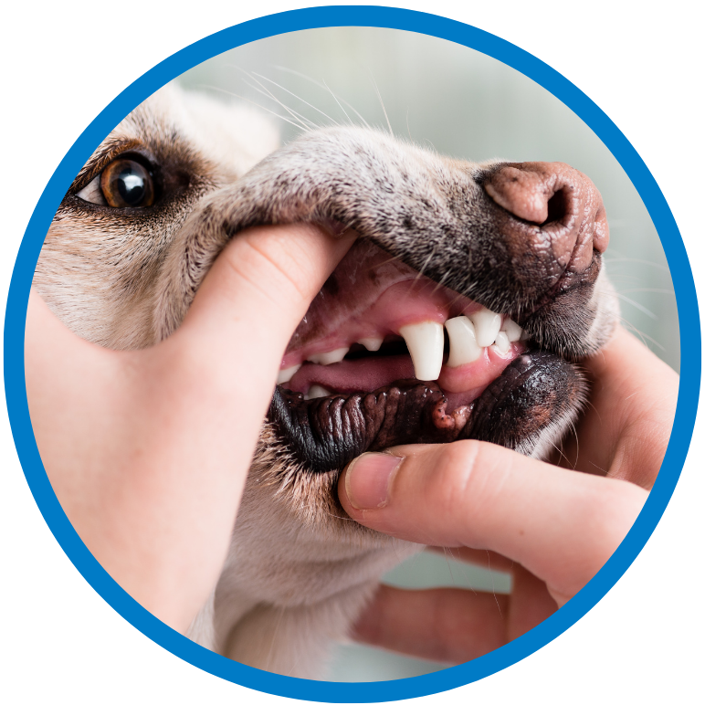 Hund wird am Zahnfleisch untersucht mit blauem Rand
