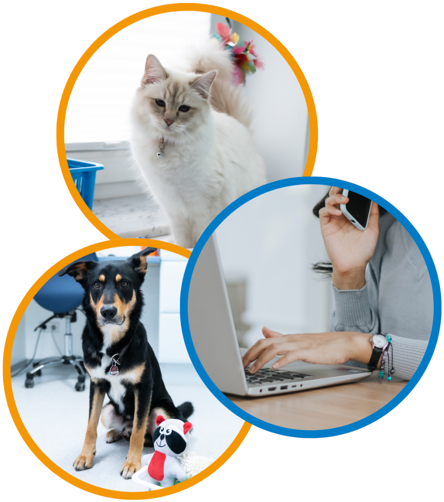 Hund, Katze & Frau am PC in einer Collage aus drei Kreisen