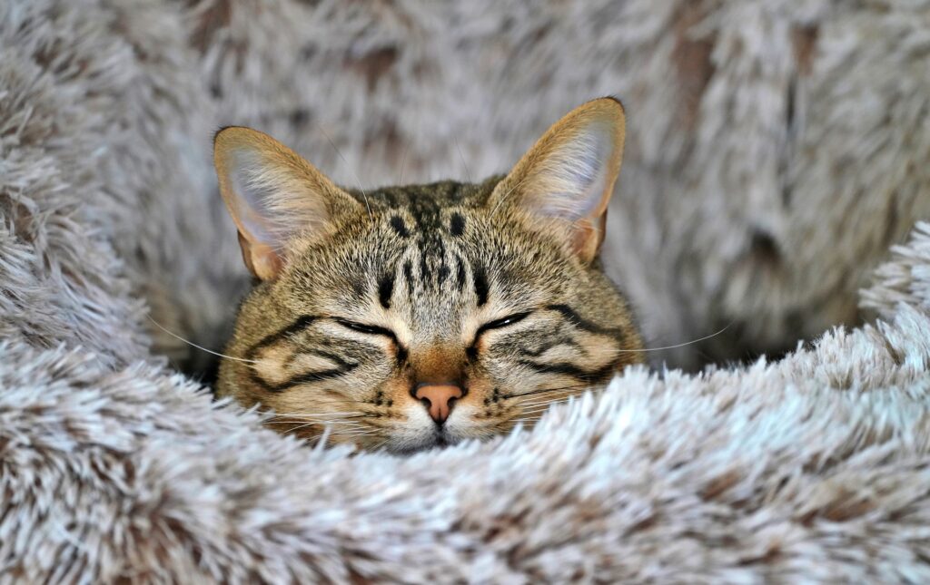 Schlafende Katze in einem Körbchen