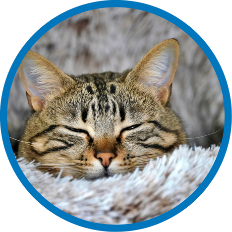 Schlafende Katze in einem Körbchen mit blauem Rand